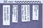 Etiketten zu Athous vittatoides (Reitter, 1905) (NHMW-ZOO-COL-0007801)